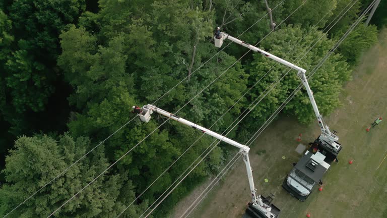 How Our Tree Care Process Works  in  Waelder, TX